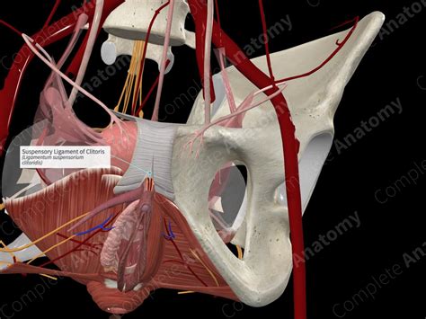 clitoris gallery|The Clitoris: Anatomy and 3D Illustrations .